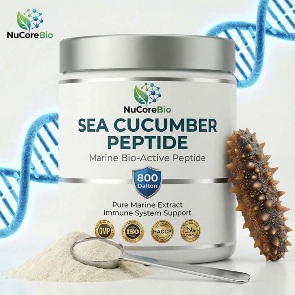 Sea Cucumber Protein Peptide