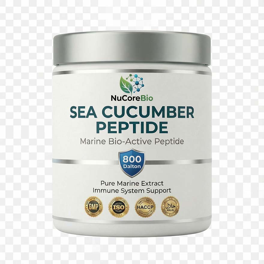 Pure Sea Cucumber Peptide Powder | <1000 Dalton Oligopeptide | Immune Support OEM/ODM | GMP Certified Marine Collagen Bulk |  Sea Cucumber  Protein Peptide | - Image 7
